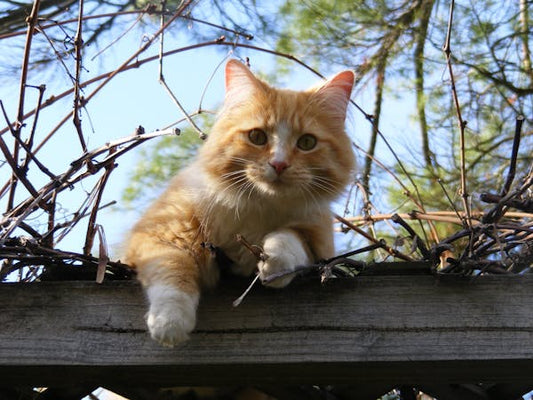 Les Bienfaits de Promener Son Chat Avec un Sac De Transport et Harnais Pour Chat Adapté ! - Chat-achat.com