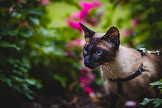 Un Bon Harnais Chat Pour de Longue Promenade. - Chat-achat.com