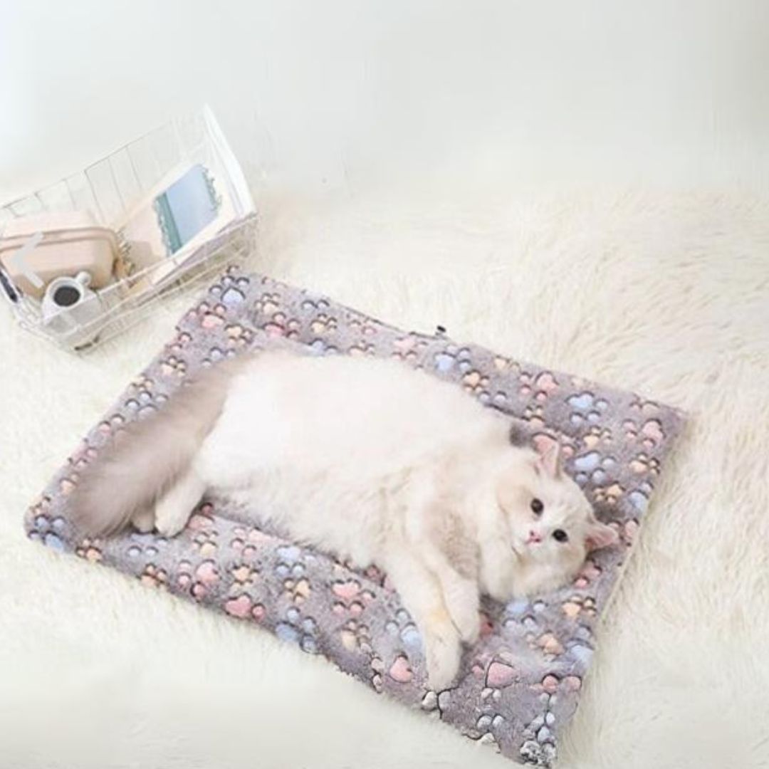 COUSSIN POUR CHAT - ÉdenFélin™ - Chat - achat.com