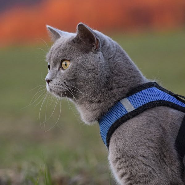 HARNAIS CHAT - FreedomPawsâą - Chat - achat.com