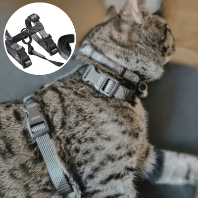 HARNAIS CHAT - Kittysafe™ - Chat - achat.com
