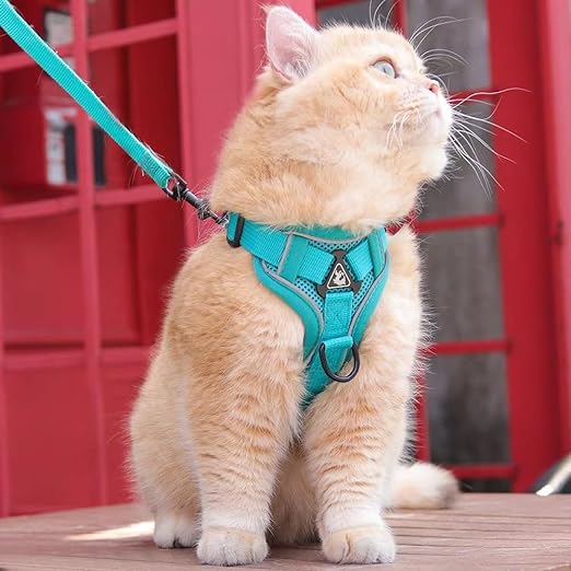 HARNAIS CHAT - KittyKlick™