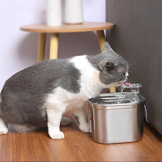 Fontaine À Eau Chat - HydraPaws™ - Chat - achat.com