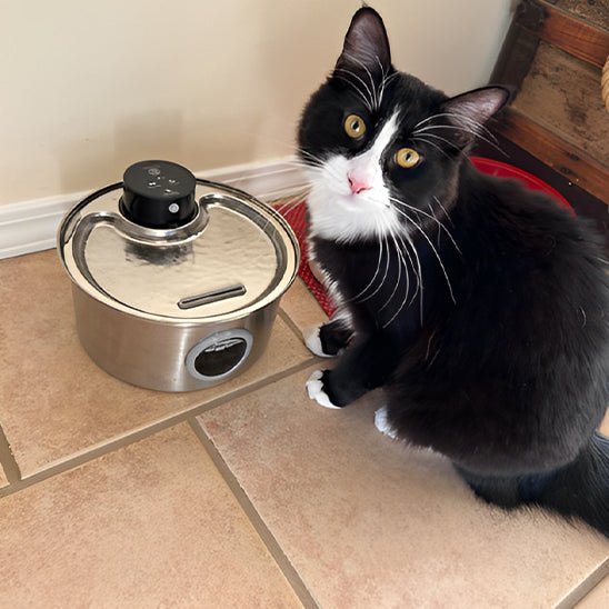 Fontaine A Eau Chat - PurrStream™ - Chat - achat.com