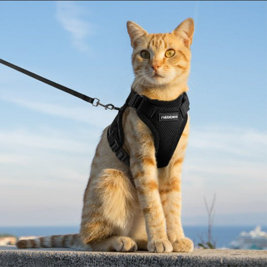 Harnais chat - CatSecure™ - Chat - achat.com