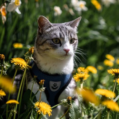 HARNAIS CHAT - FreedomPaws™ - Chat - achat.com