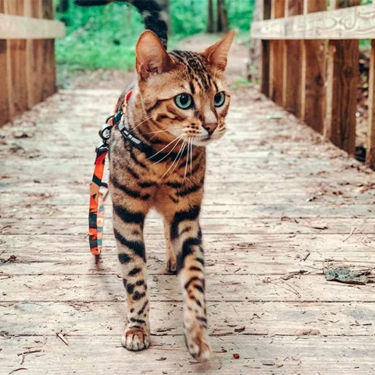 HARNAIS CHAT - Kittysafe™ - Chat - achat.com