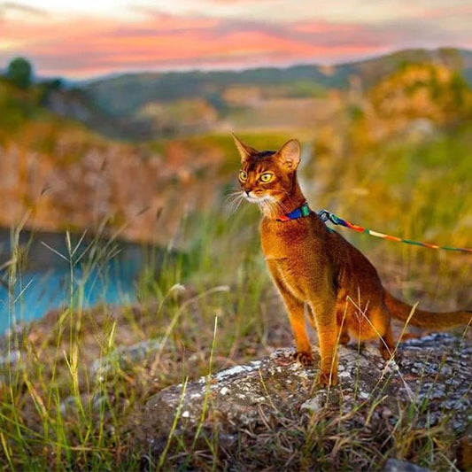 HARNAIS CHAT - Kittysafe™ - Chat - achat.com