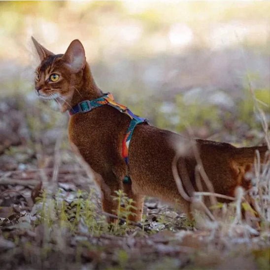 HARNAIS CHAT - Kittysafe™ - Chat - achat.com