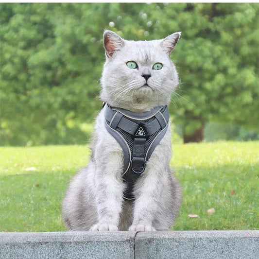 Harnais pour chat™ - Chat-achat.com