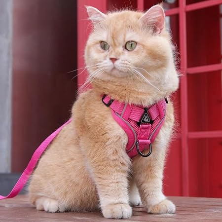 Harnais pour chat™ - Chat-achat.com