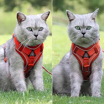 Harnais pour chat™ - Chat-achat.com