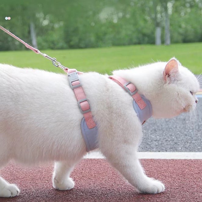 HARNAIS POUR CHAT - Kittygo™ - Chat - achat.com