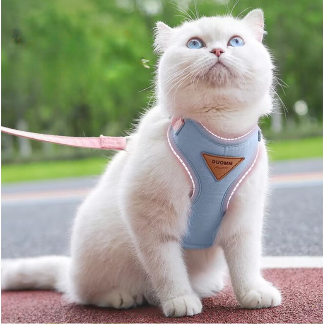 HARNAIS POUR CHAT - Kittygo™ - Chat - achat.com