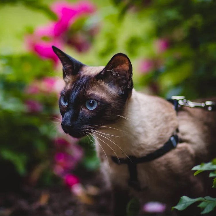 HARNAIS POUR CHAT - Pussyklick™ - Chat - achat.com