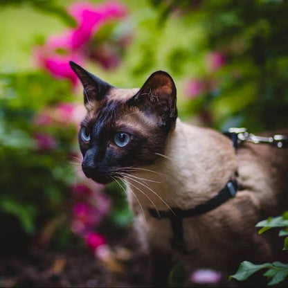 HARNAIS POUR CHAT - Pussyklick™ - Chat - achat.com