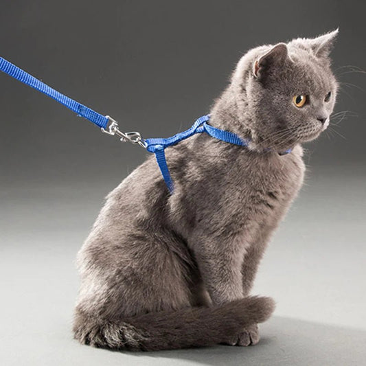HARNAIS POUR CHAT - Pussyklick™ - Chat - achat.com